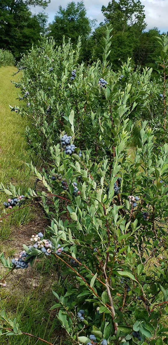 Allison Acres photo 7