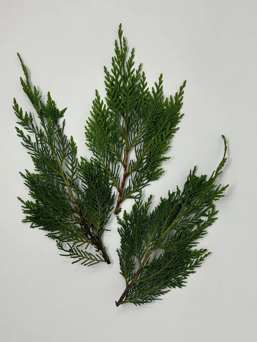 Evergreen Garden Place photo 9