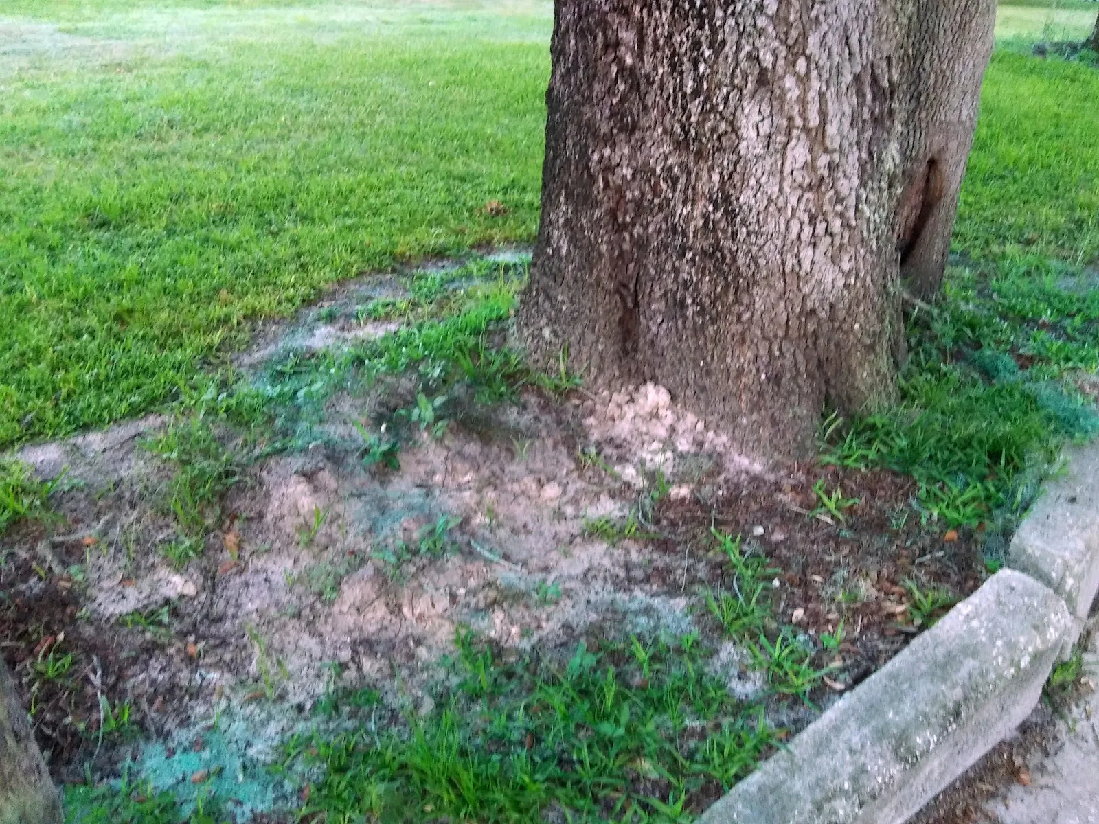 Forest Hill Heights,Llc photo 5