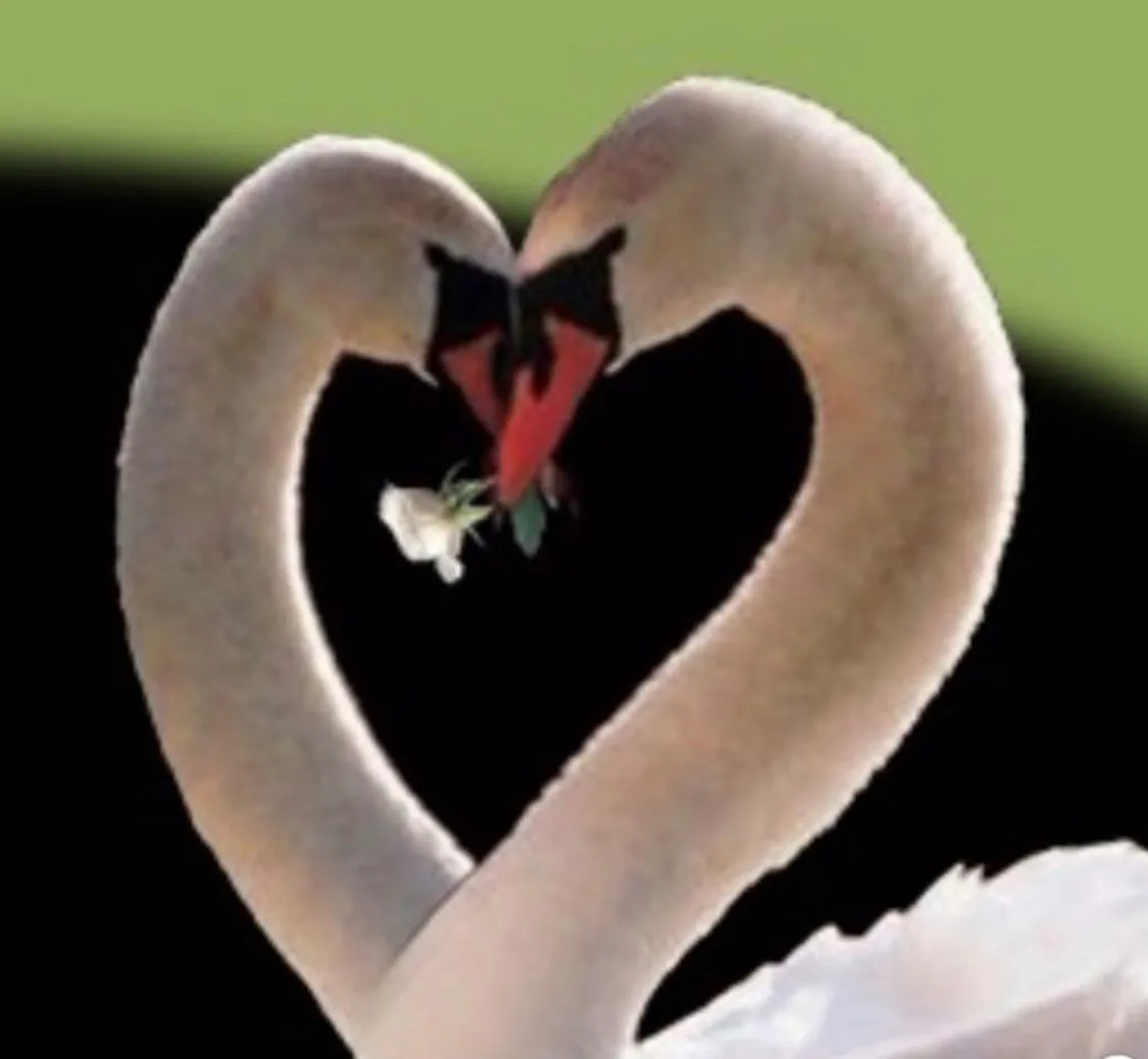 Golden Swan Of Boca Alf LLC photo 3
