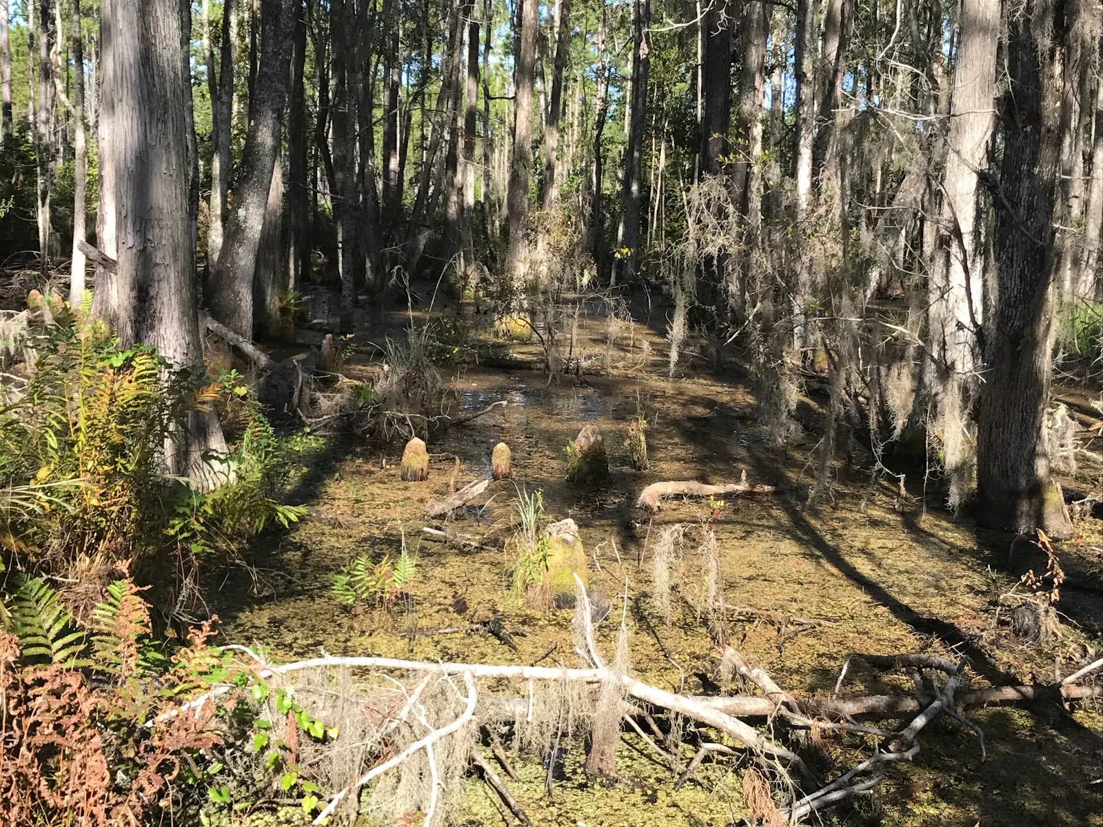 Prairie Creek photo 5
