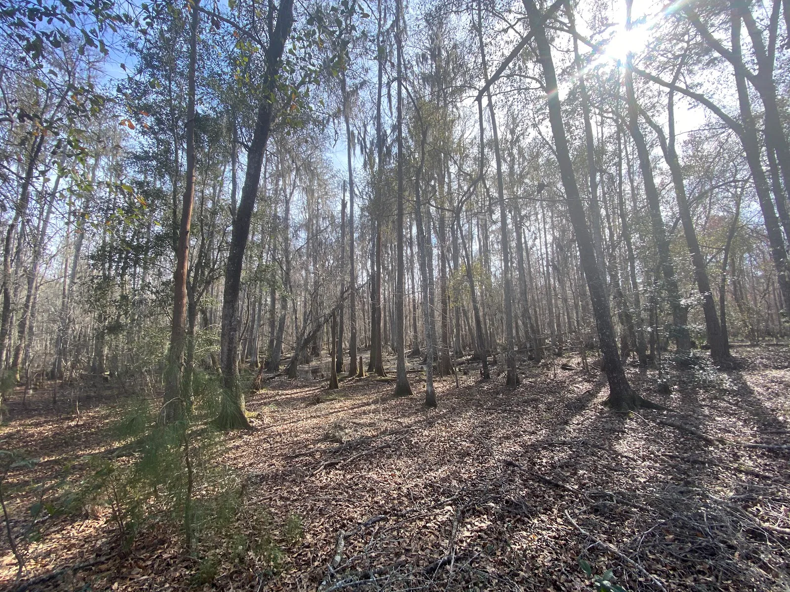 Prairie Creek photo 4