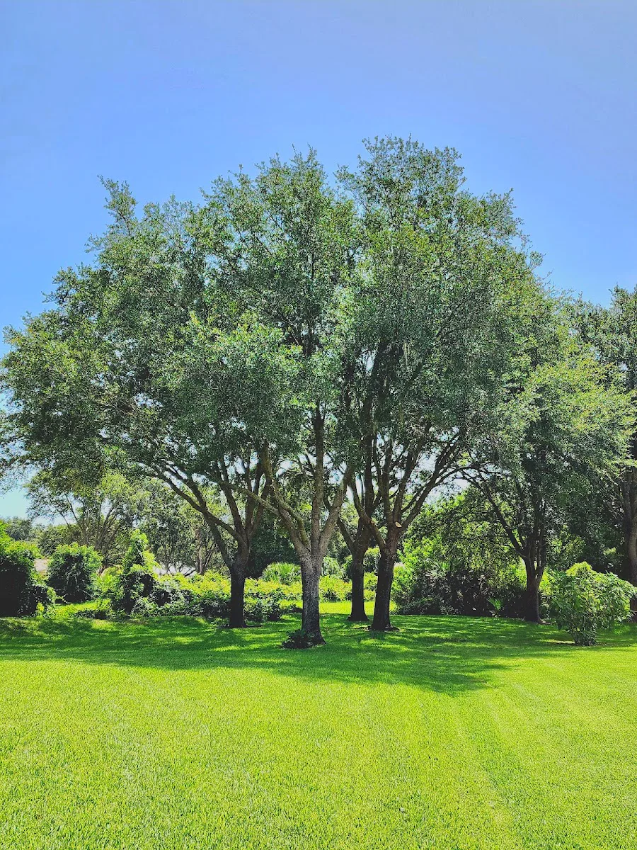 TREE OF LIFE