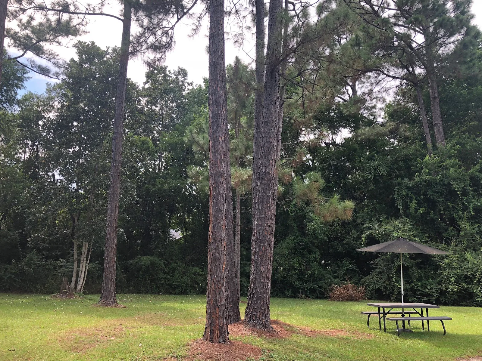 Whispering Pines photo 7