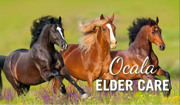 Ocala Elder and Adult Care photo 4